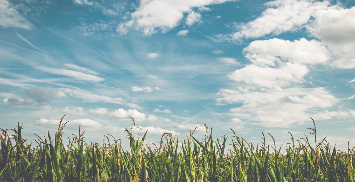 corn field